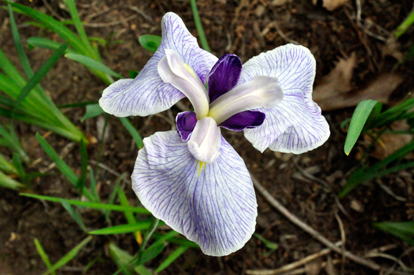 flower in Bartlett Arboretum